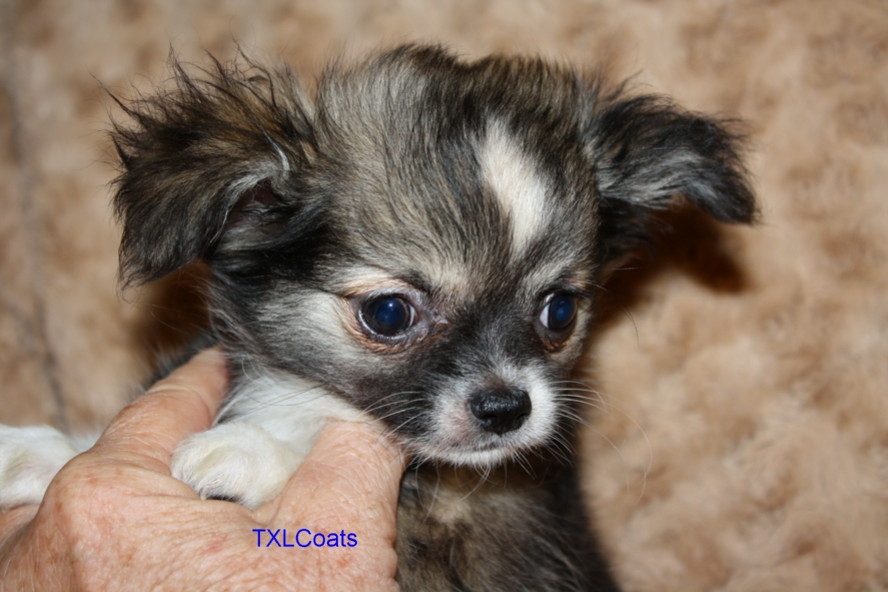 10 week